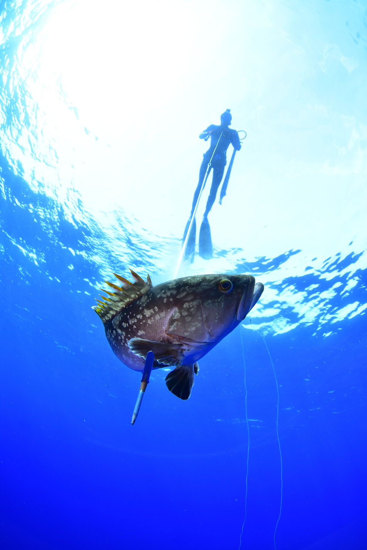 Pesca Submarina, la Selección por Naturaleza