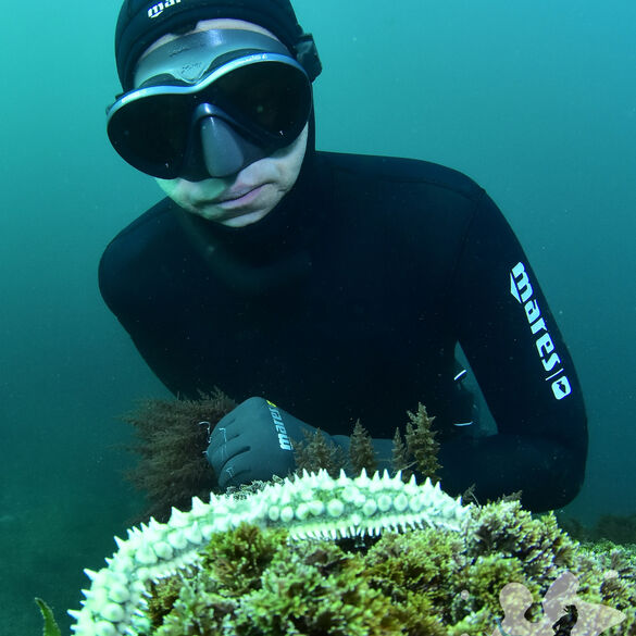 (Marthasterias glacialis), Estrella de mar