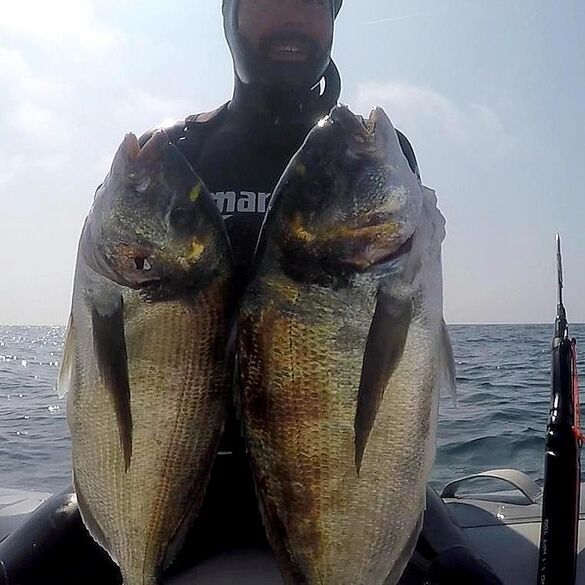 Sparus Aurata (Dorada). Alejandro Sanchez, Instructor Apnea Academy