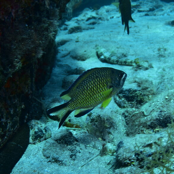 (Chromis limbata), Fula blanca