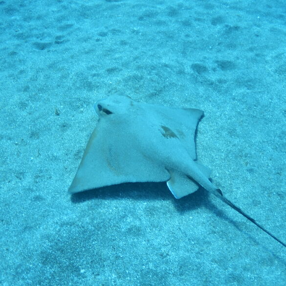 (Myliobatis aquila), Ratón