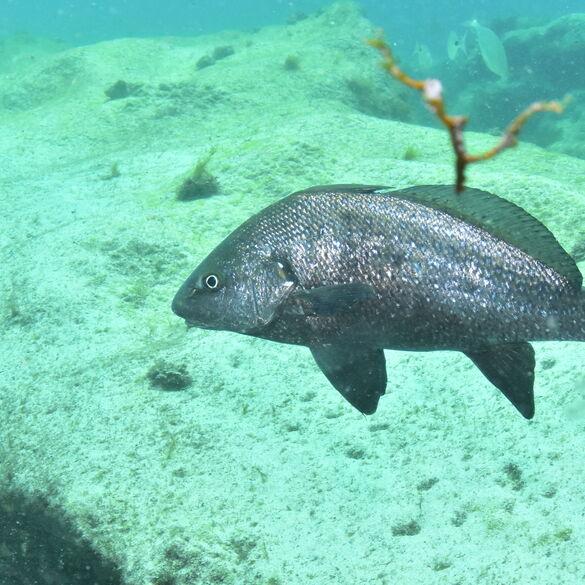 (Sciaena umbra), Corvina negra