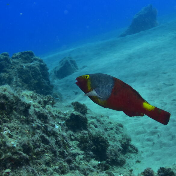 (Sparisoma Cretense), Vieja hembra