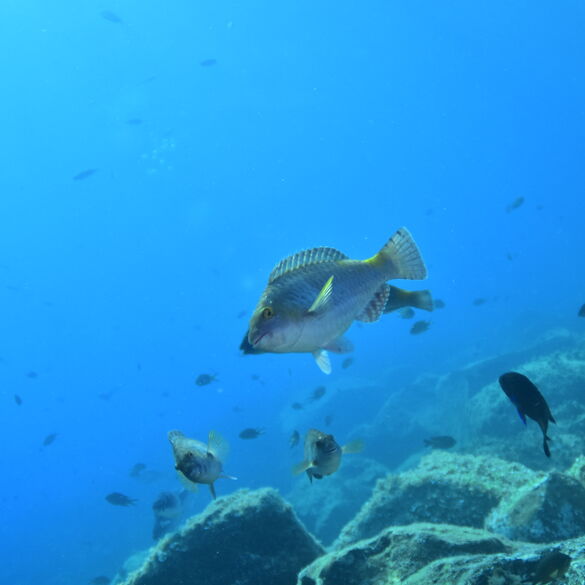 (Sparisoma Cretense), Vieja macho