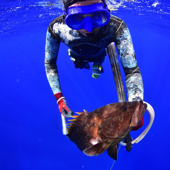 Ephinephelus Marginatus (Mero). Joan Vázquez