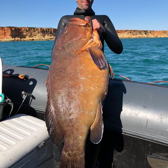 Ephinephelus Marginatus (Mero). Javier Camacho, Mares Team