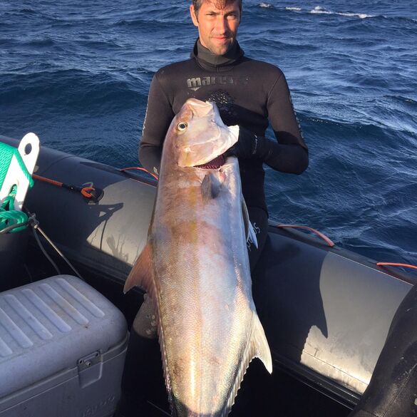 Seriola Dumerili (Pez Limón). Javier Camacho, Mares Team