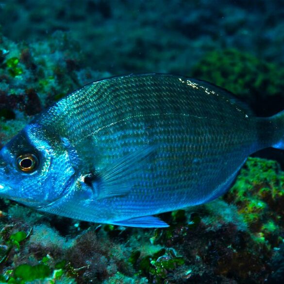 (Diplodus Puntazzo), Sargo picudo