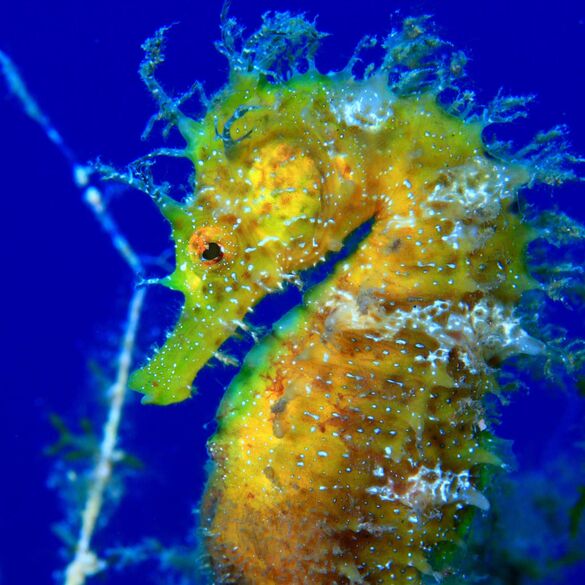 (Hippocampus guttulatus), Caballito de mar