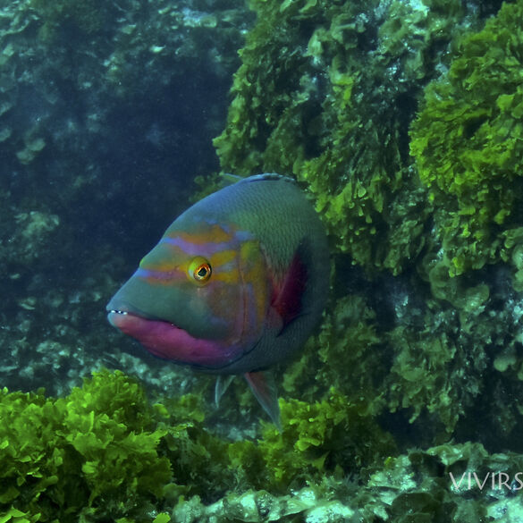 (Bodianus scrofa), Pejeperro