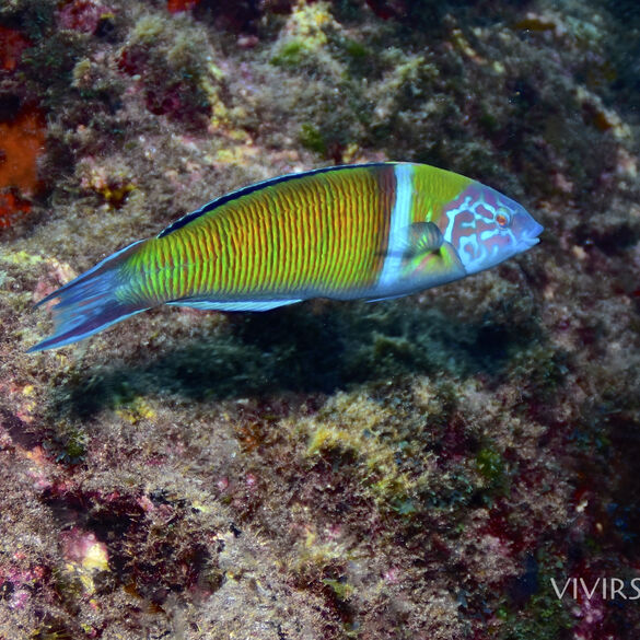 (Thalassoma Pavo), Pejeverde