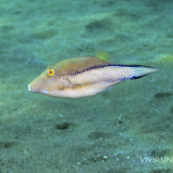 (Canthigaster capistrata), Gallinita