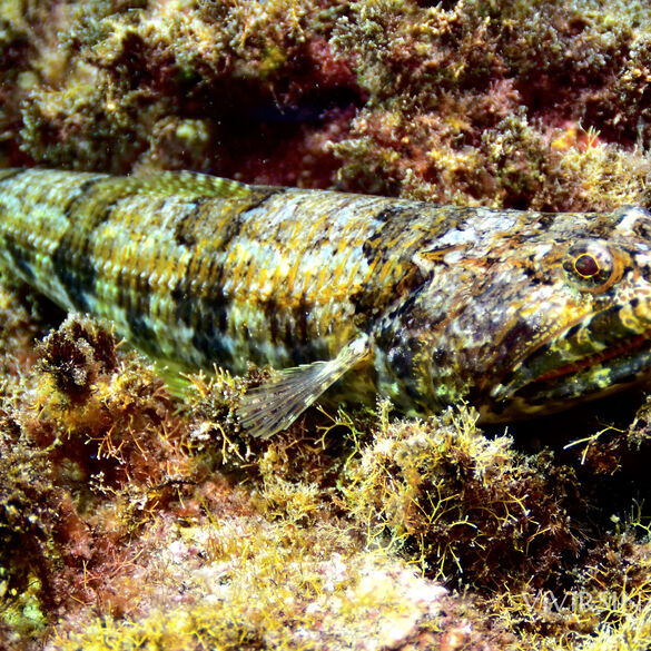 Pez Lagarto (Synodus Synodus)