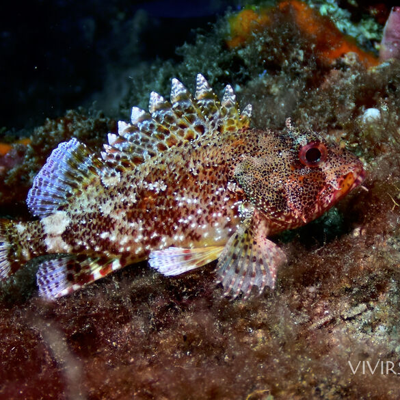 (Scorpaena canariensis), Rascacio